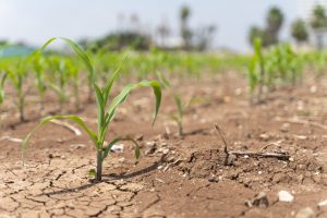 risk to agriculture supply chain from climate change